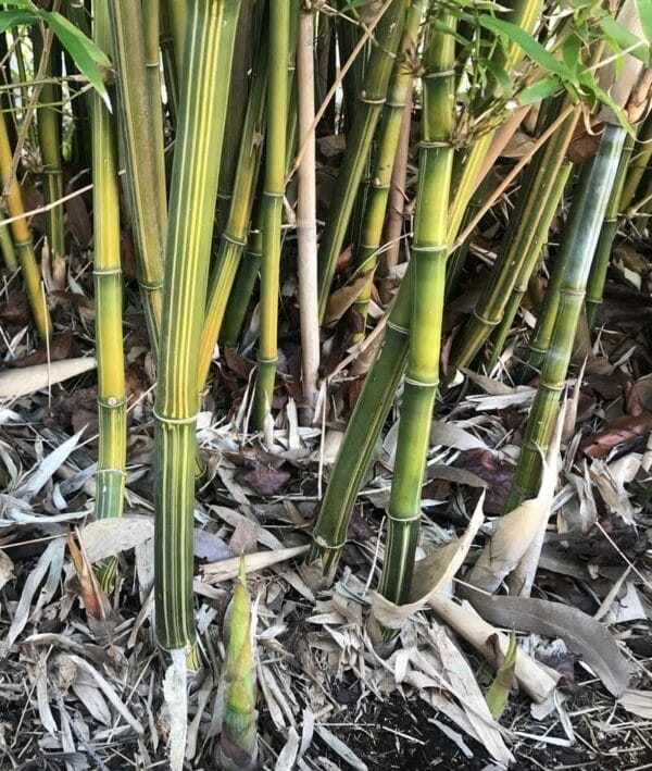 This is an image of Albo Striata bamboo available from Bamboo Creations Victoria