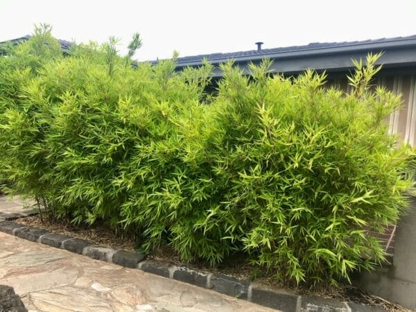 This is a photograph of Hedge Bamboo available from Bamboo Creations Victoria