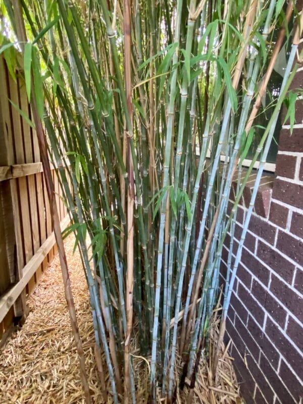 This is a photograph of Nepalese Blue Bamboo available from Bamboo Creations Victoria