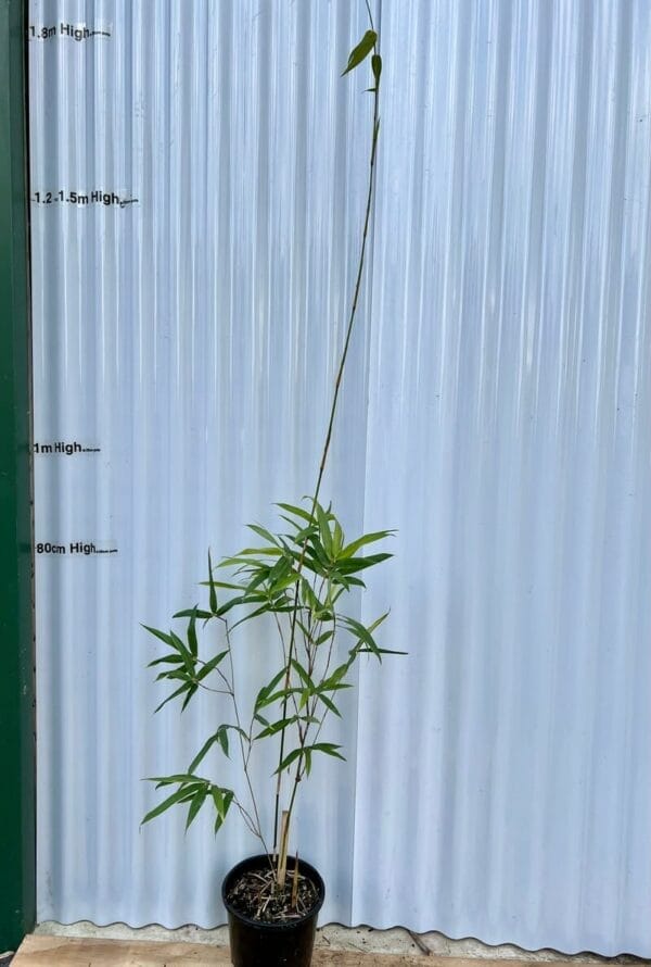 This is an image of Albo Striata bamboo available from Bamboo Creations Victoria
