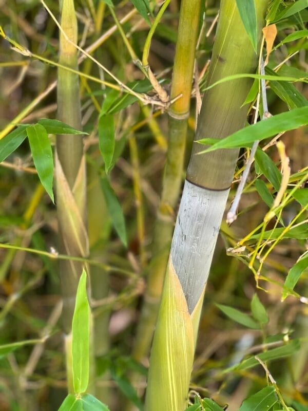 This is a photograph of Maling Bamboo available from Bamboo Creations Victoria