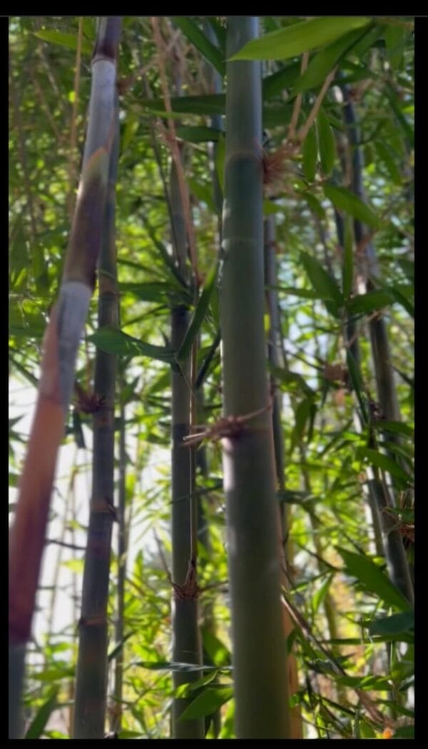 This is a photograph of Oldhamii Bamboo available from Bamboo Creations Victoria