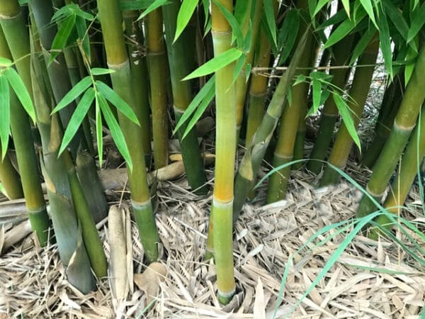 This is a photograph of Silky Weavers Bamboo available from Bamboo Creations Victoria