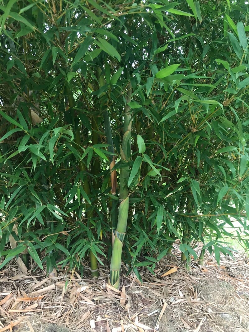 This is a photograph of Punting Pole Bamboo available from Bamboo Creations Victoria