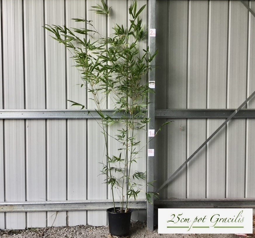 Gracilis Bamboo 25cm Pots available from Bamboo Creations Victoria