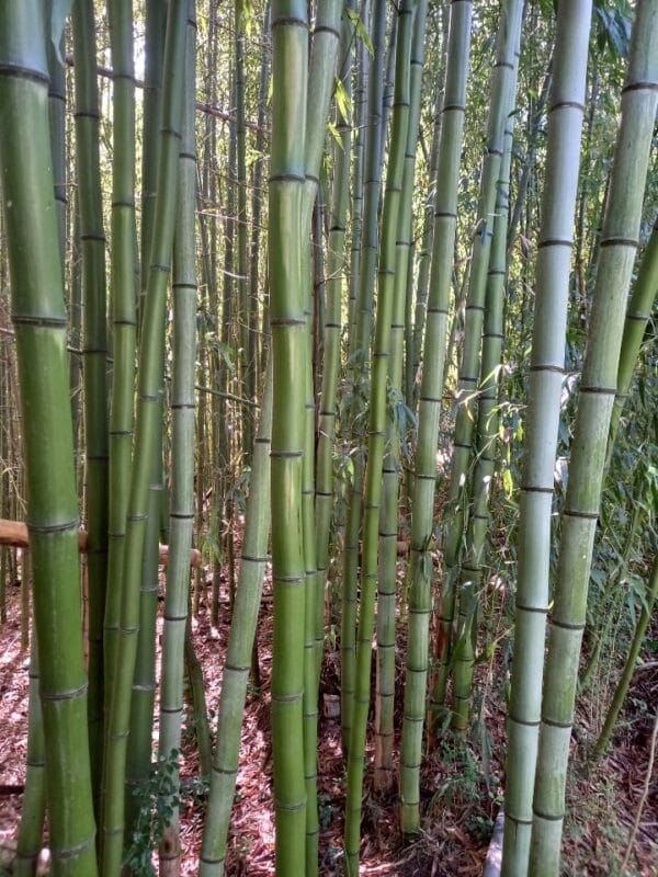Madake Bamboo available from Bamboo Creations Victoria