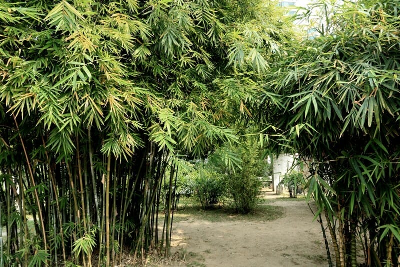 Tur your garden into a Bamboo Forest with the help of Bamboo Creations Victoria