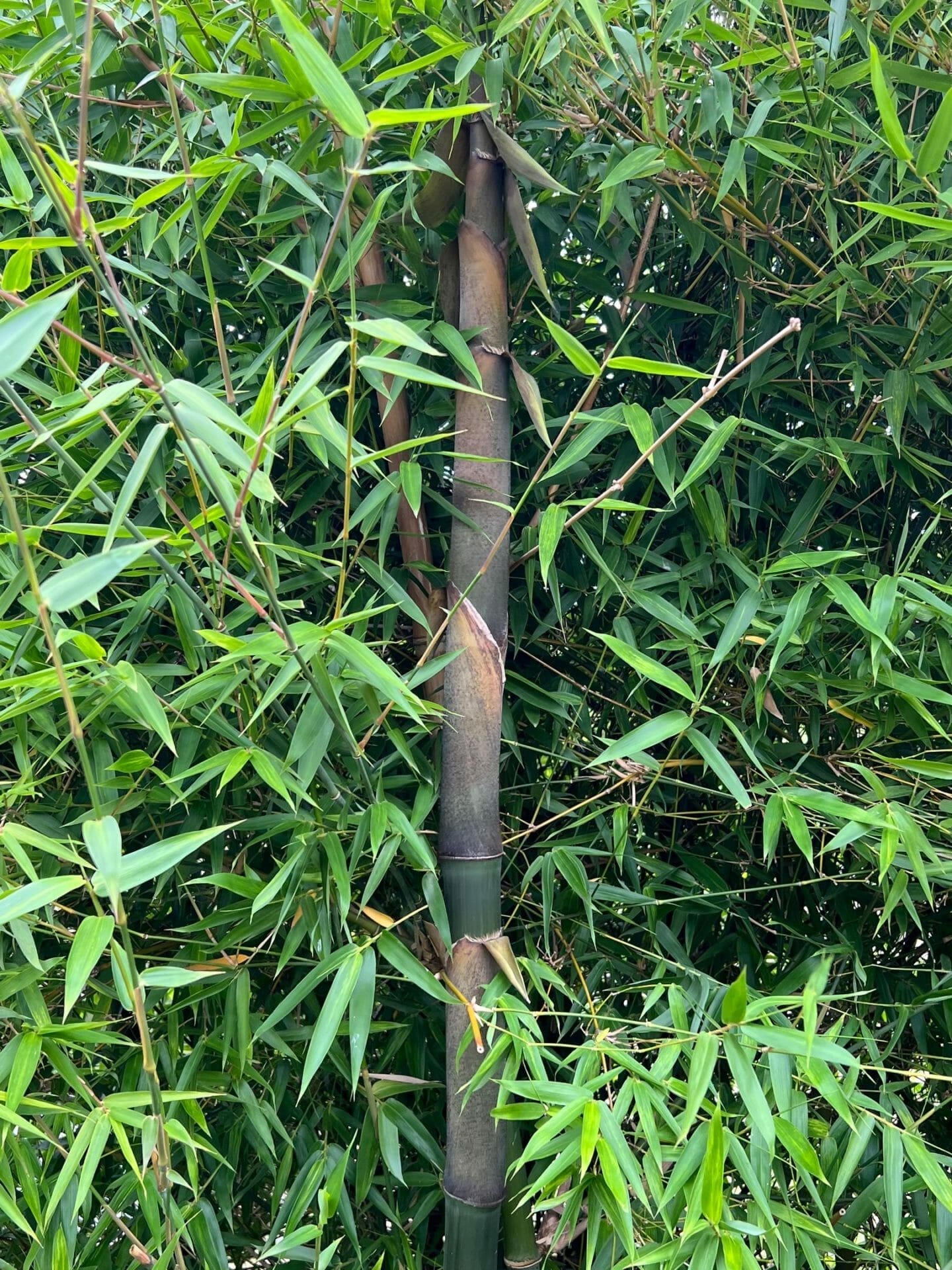 This is a photograph of Lignania Bamboo