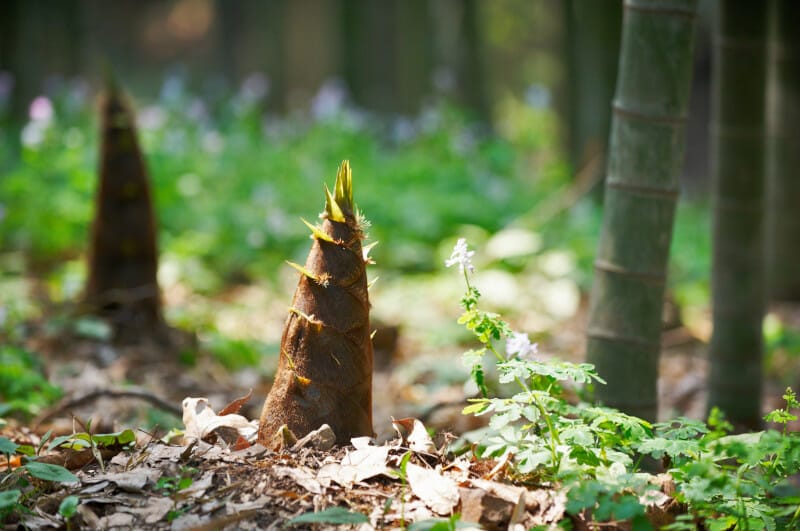 photo of a healthy young bamboo shoot